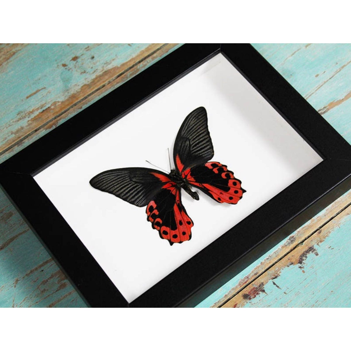 Spécimen Encadré Scarlet Mormon – Papilio rumanzovia – Cadre 15 x 20 cm - Boutique Ømm