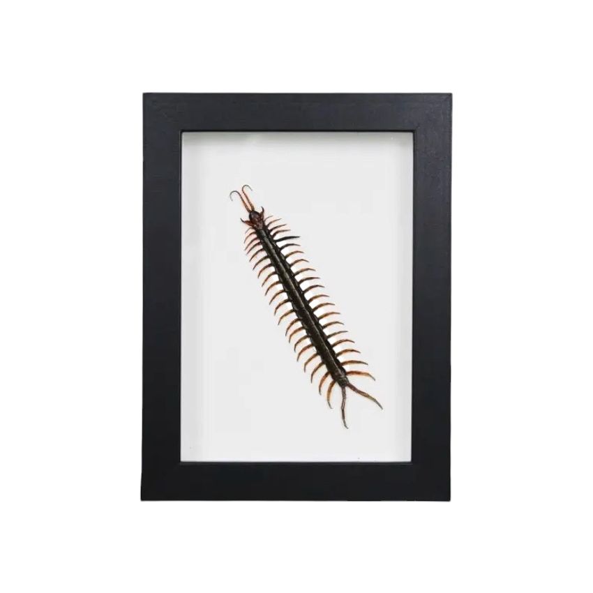 Scolopendre d’Indonésie encadrée dans un cadre noir 22 × 27 cm sur fond blanc