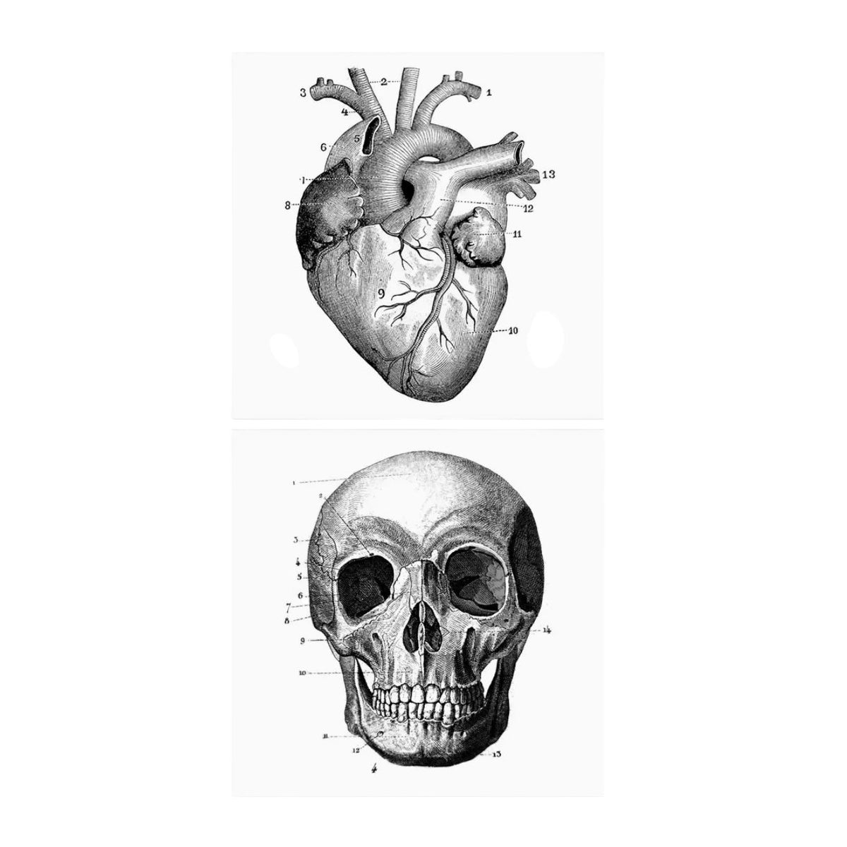 Lot de 2 autocollants de carreaux Boubouki Anatomie 15 × 15 cm avec motif crâne et cœur