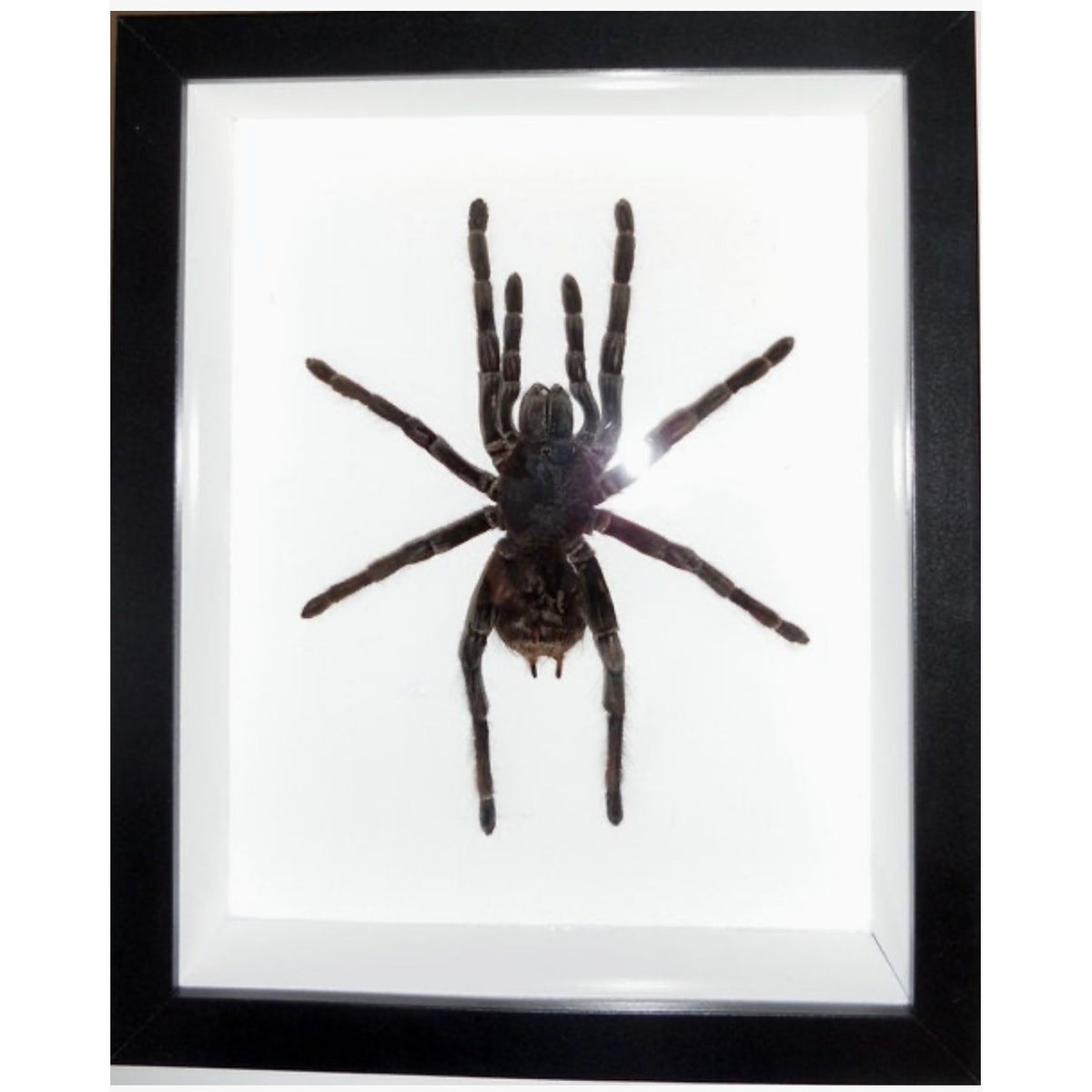 Tarentule à rayures blanches du Pérou encadrée dans un cadre noir 22 × 27 cm sur fond blanc