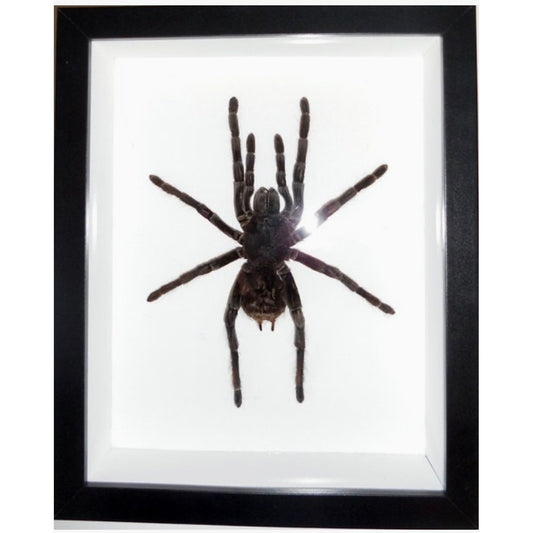 Tarentule à rayures blanches du Pérou encadrée dans un cadre noir 22 × 27 cm sur fond blanc