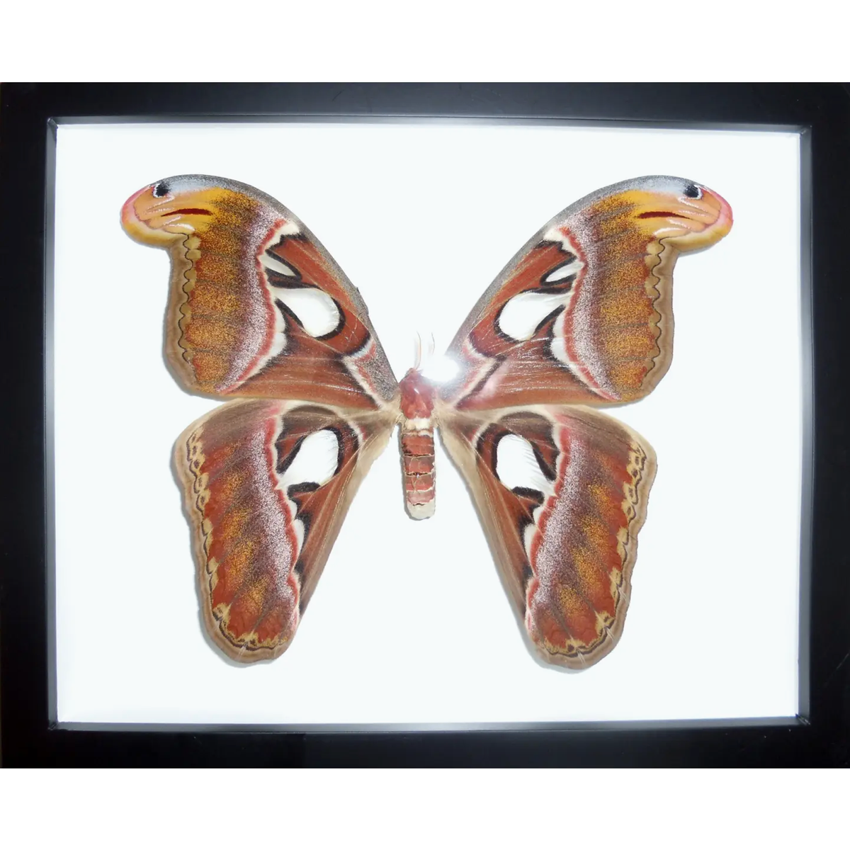 Papillon Attacus Atlas d’Indonésie ailes déployées dans un cadre noir 22 × 27 cm sur fond blanc