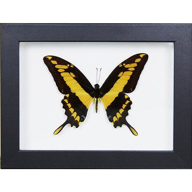 Papillon encadré Papilio Thoas – Cadre 20x15 cm - Boutique Ømm