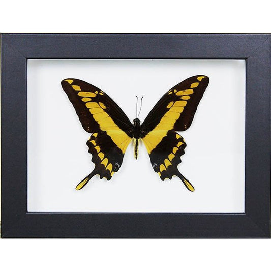 Papillon encadré Papilio Thoas – Cadre 20x15 cm - Boutique Ømm