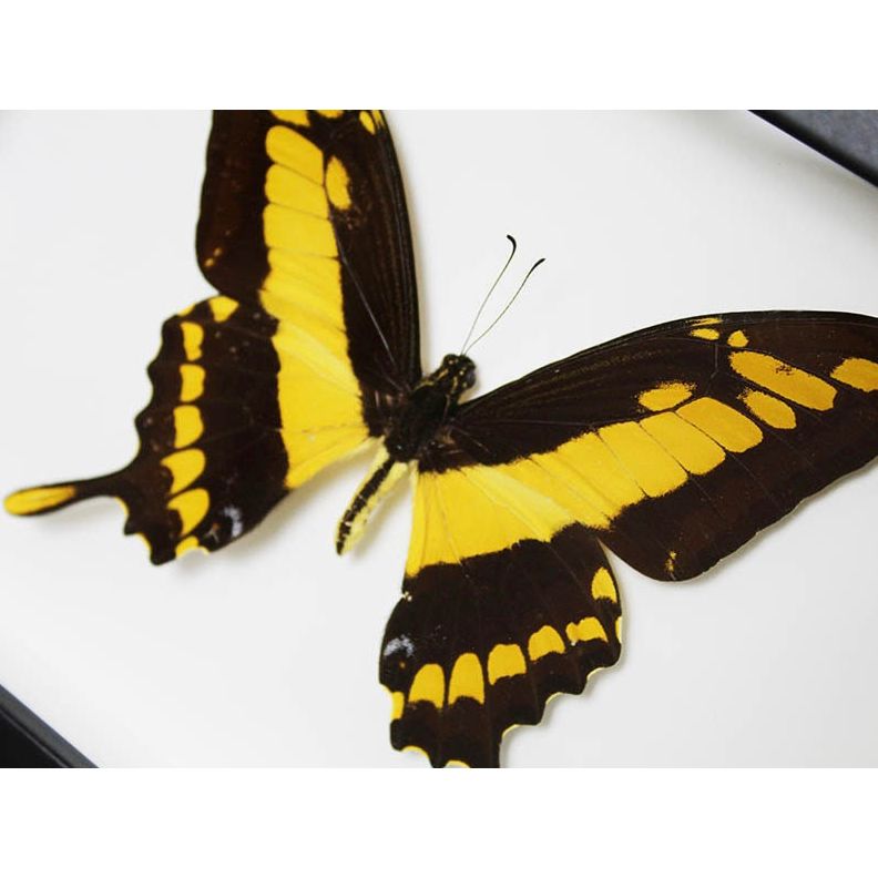 Papillon encadré Papilio Thoas – Cadre 20x15 cm - Boutique Ømm