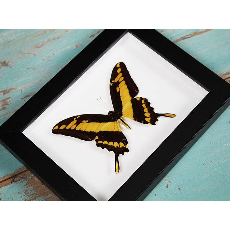 Papillon encadré Papilio Thoas – Cadre 20x15 cm - Boutique Ømm