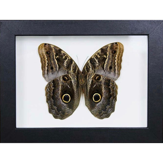 Papillon Hibou Encadré – Cadre 15 x 20 cm - Boutique Ømm
