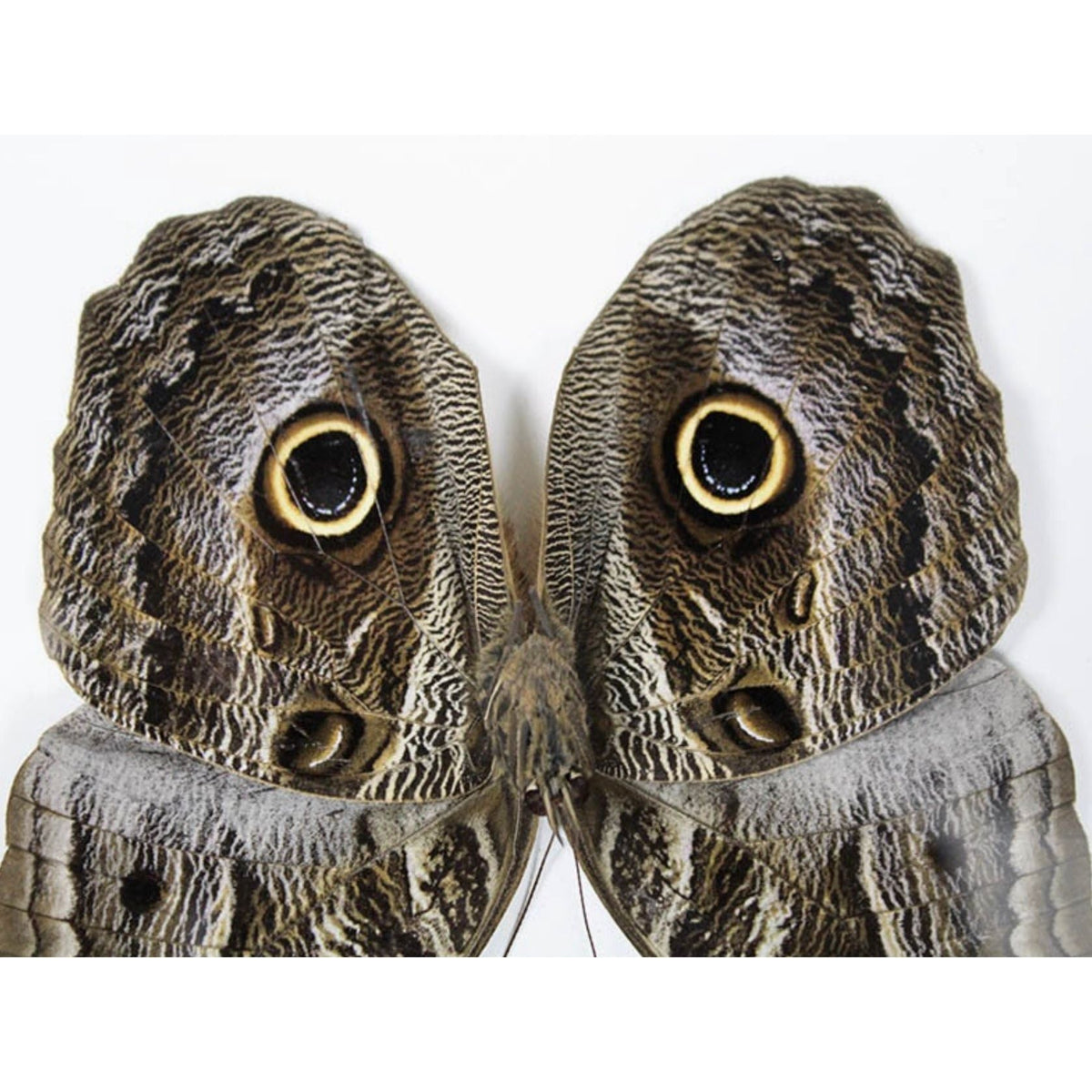 Papillon Hibou Encadré – Cadre 15 x 20 cm - Boutique Ømm