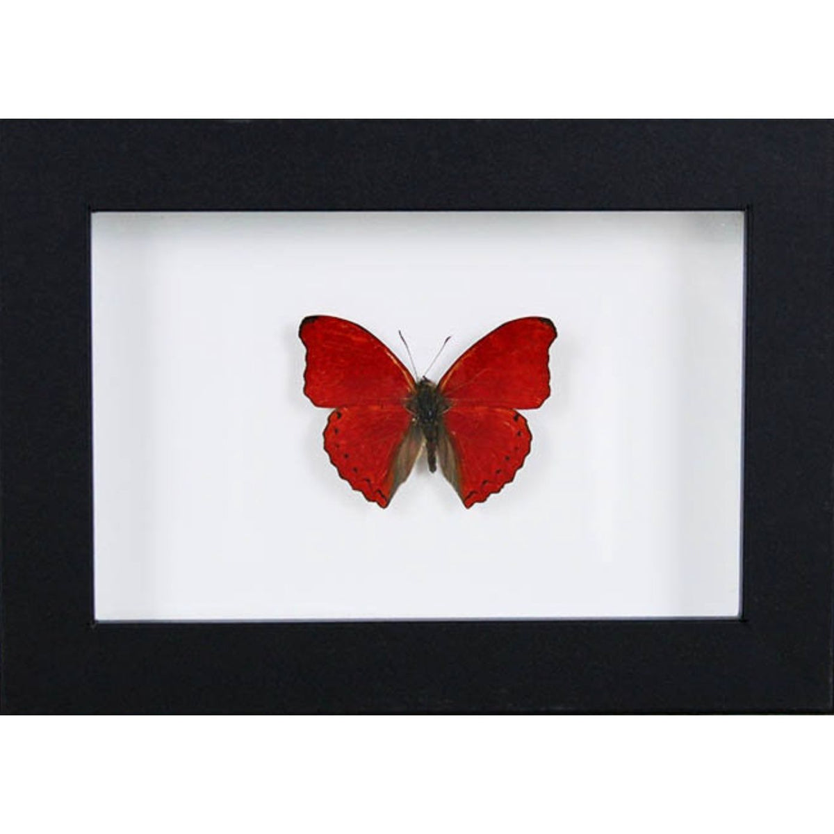 Papillon Red Glider Encadré – Cadre 15 x 20 cm - Boutique Ømm