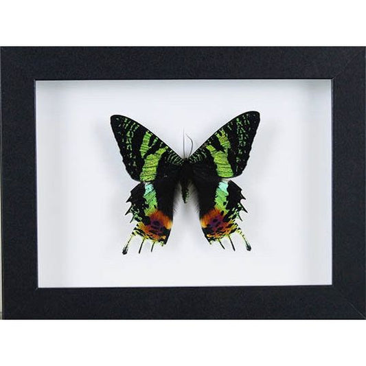 Papillon Urania Ripheus encadré – Madagascar (15 x 20 cm) - Boutique Ømm