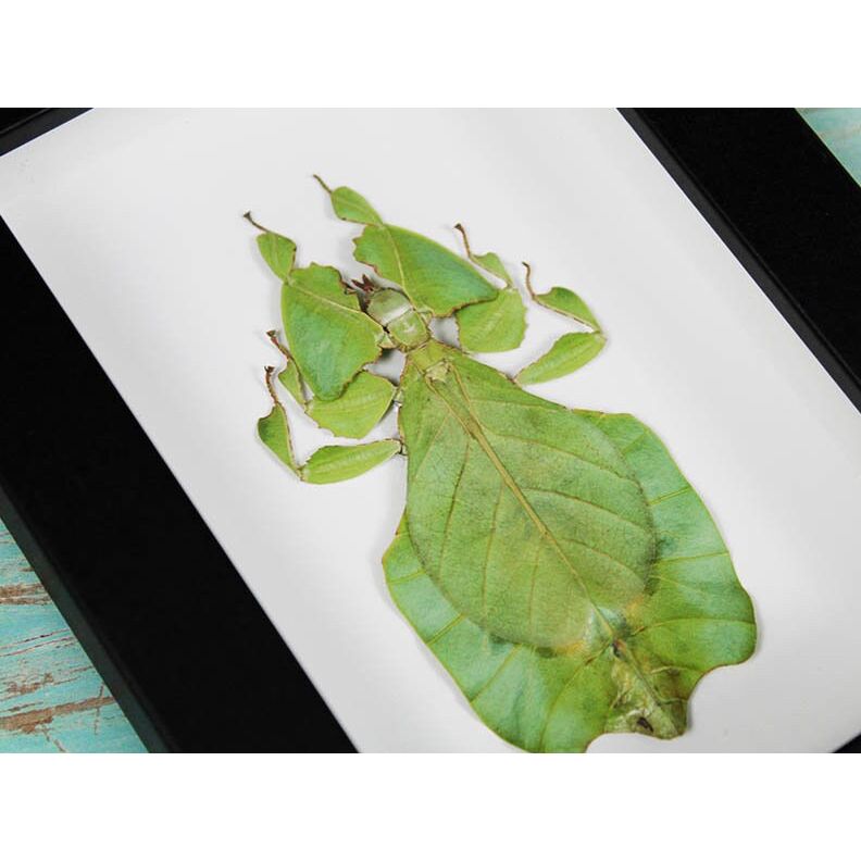 Phyllium Giganteum encadré – Insecte feuille d’Indonésie (15 x 20 cm) - Boutique Ømm