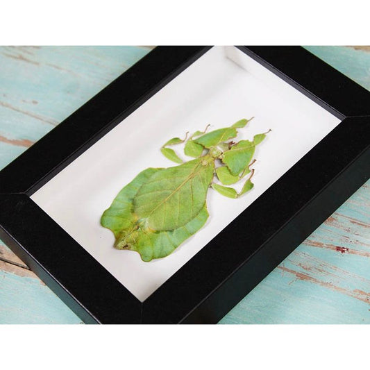 Phyllium Giganteum encadré – Insecte feuille d’Indonésie (15 x 20 cm) - Boutique Ømm