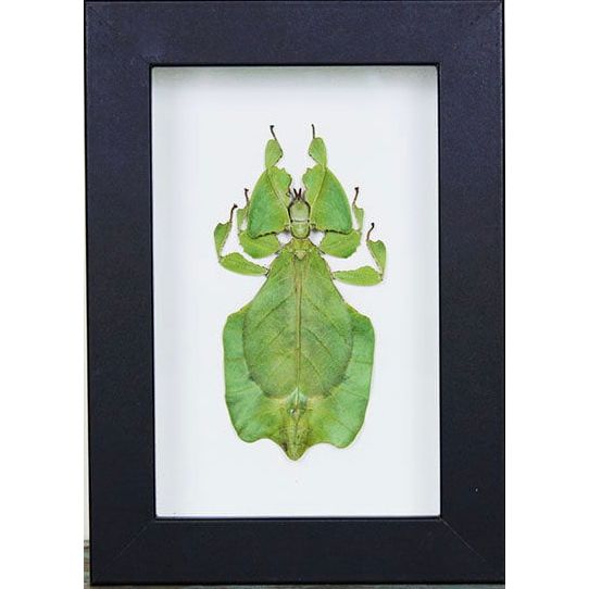 Phyllium Giganteum encadré – Insecte feuille d’Indonésie (15 x 20 cm) - Boutique Ømm