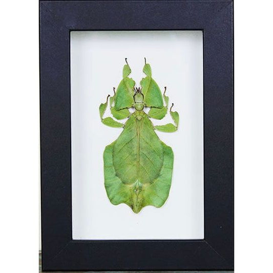 Phyllium Giganteum encadré – Insecte feuille d’Indonésie (15 x 20 cm) - Boutique Ømm