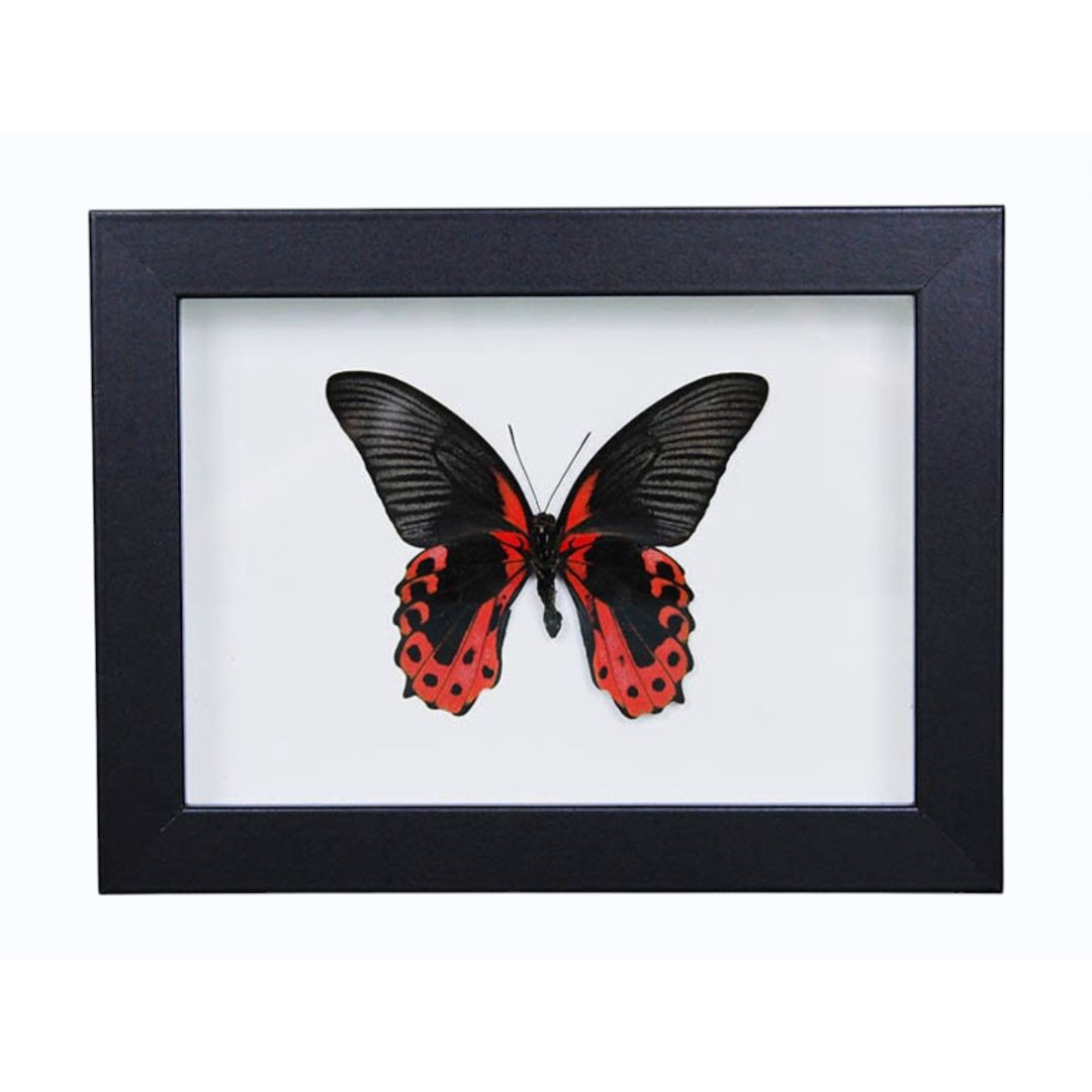 Spécimen Encadré Scarlet Mormon – Papilio rumanzovia – Cadre 15 x 20 cm - Boutique Ømm