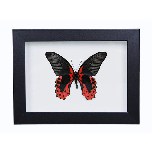 Spécimen Encadré Scarlet Mormon – Papilio rumanzovia – Cadre 15 x 20 cm - Boutique Ømm