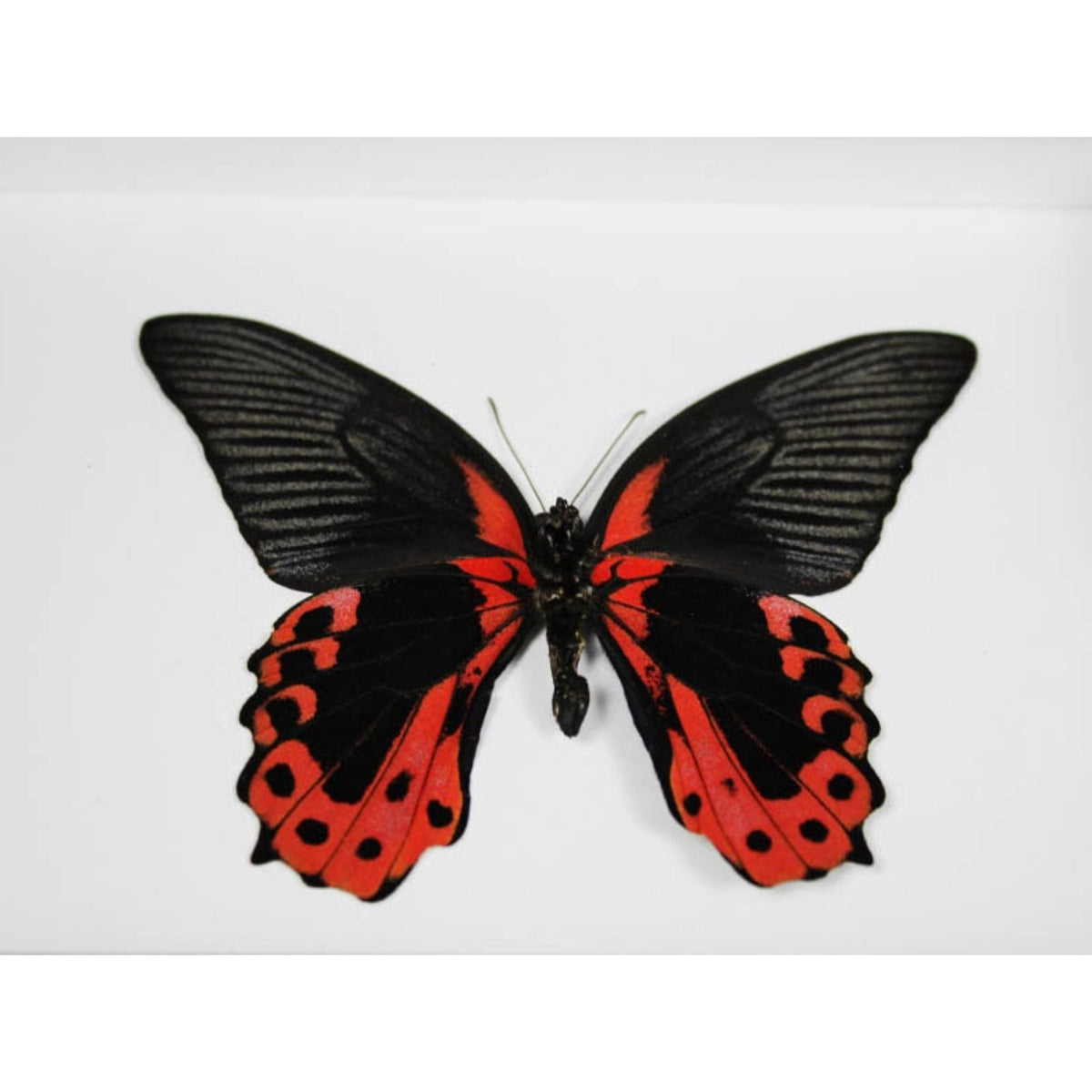 Spécimen Encadré Scarlet Mormon – Papilio rumanzovia – Cadre 15 x 20 cm - Boutique Ømm