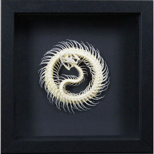 Squelette de serpent Trimeresurus Albolabris encadré – Cadre 17,5 x 17,5 cm - Boutique Ømm